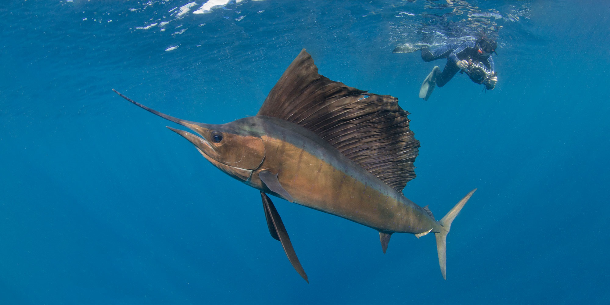 Istiophorus platypterus (Shaw, 1792)